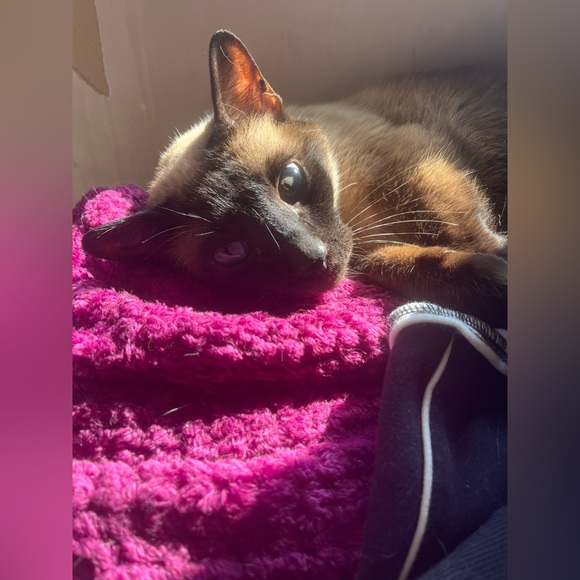 Tag your PFFs! Hosting “Everything Pets Posh Party” on 10/13/2023! - Picture 3 of 9